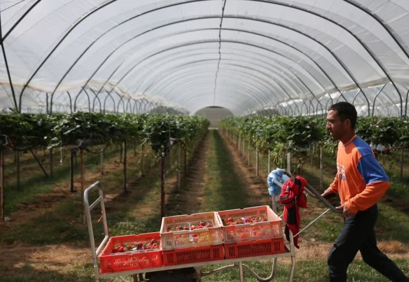 Осторожно, мошенники: как жителям Таджикистана безопасно найти работу в Великобритании?